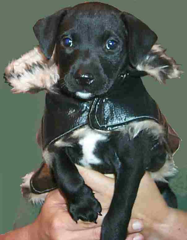 puppy bomber